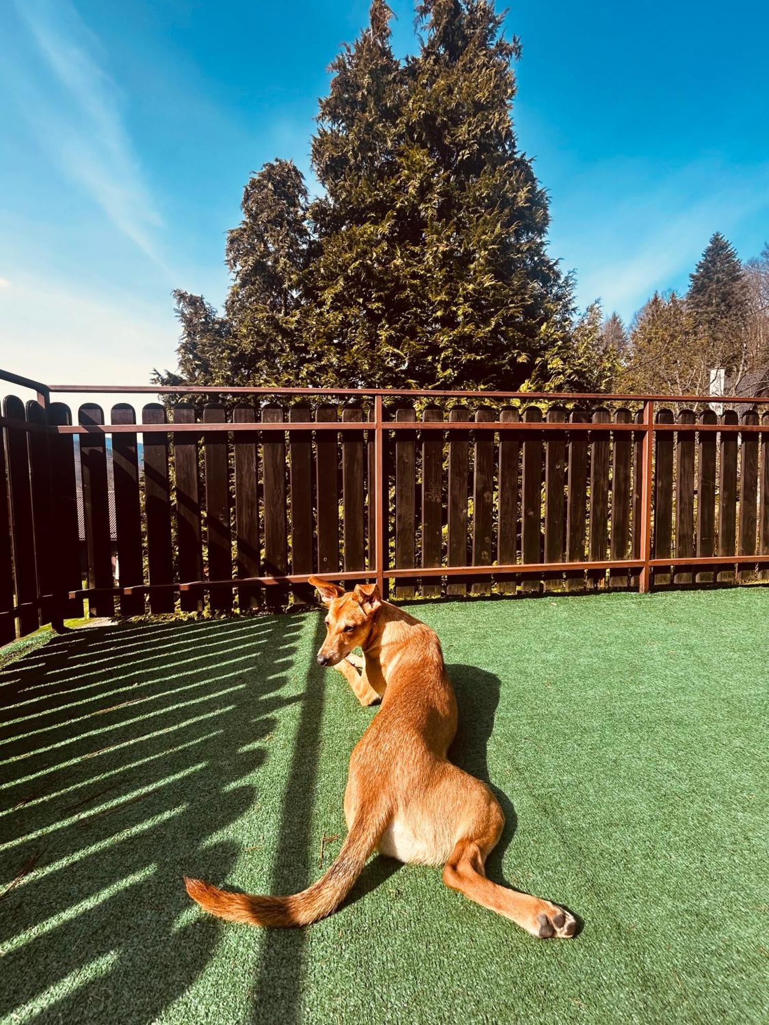 Willa Karolinka Stroza - Pet Friendly Myslenice Exterior photo